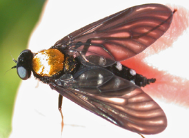 Chrysopilus thoracicus